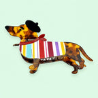 Pince Moyenne Teckel Écaille et Beret